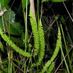 Lindsaea stricta Vrucht