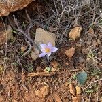 Crocus cambessedesii Квітка