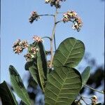 Anacardium occidentale Blomma