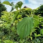 Cornus amomum Folla