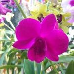 Dendrobium bigibbum Flower
