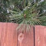 Pinus sibirica Blatt