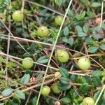 Vaccinium oxycoccos Fruit