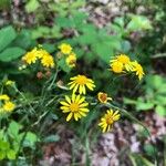 Jacobaea aquatica Flor