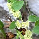 Minthostachys verticillata Λουλούδι
