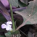 Barleria ventricosa 樹皮