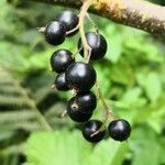 Ribes nigrum Плід