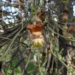 Aristolochia californica Kwiat