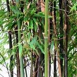 Phyllostachys nigra кора