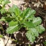 Teucrium chamaedrysHostoa