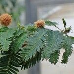 Mimosa polycarpa Vekstform