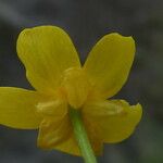 Ranunculus lingua Flor