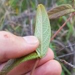 Mandevilla scabra Levél