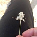 Allium paniculatum Flower