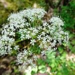 Thapsia nestleri Blüte