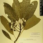 Daphniphyllum himalense Nyingine