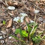 Cardamine trifolia Õis