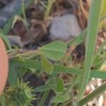 Medicago truncatula Blad