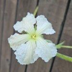 Lagenaria siceraria Flower
