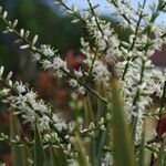 Cordyline australis Flor