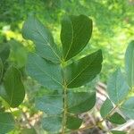 Albizia zygia Foglia