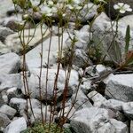 Saxifraga squarrosa Habitus