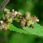 Sidastrum micranthum Flower