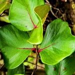 Eugenia cerasiflora