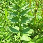 Pimpinella major Blad