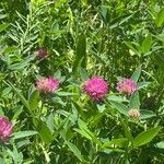 Trifolium medium Hábito