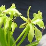 Epidendrum chlorocorymbos Ostatní