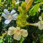 Barleria robertsoniae Flower