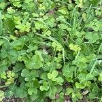 Oxalis megalorrhiza Hoja