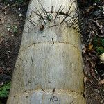 Acrocomia aculeata Corteza