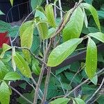 Asimina triloba Fuelha