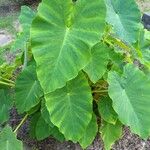 Colocasia esculentaFolla