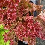 Lactuca sativa Leaf