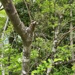 Photinia villosa Azala