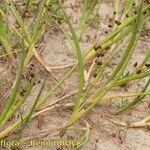 Juncus heterophyllus Habit