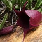 Stapelia hirsuta Lorea