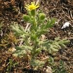 Senecio viscosus Habit