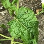 Conoclinium coelestinum Leaf