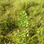 Lepidium virginicum Frugt