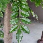 Fraxinus griffithii Leaf