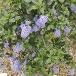 Ceanothus arboreus Flor