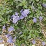 Ceanothus arboreus ফুল