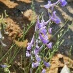 Delphinium gracile Квітка