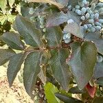 Berberis repensList