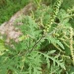 Ambrosia artemisiifolia Hoja