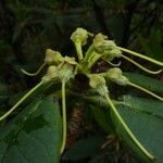 Rhododendron barbatum Fruto